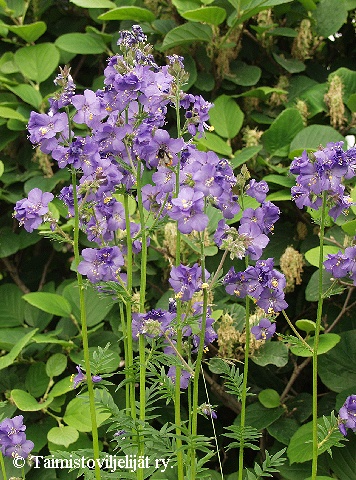 Polemonium caeruleum